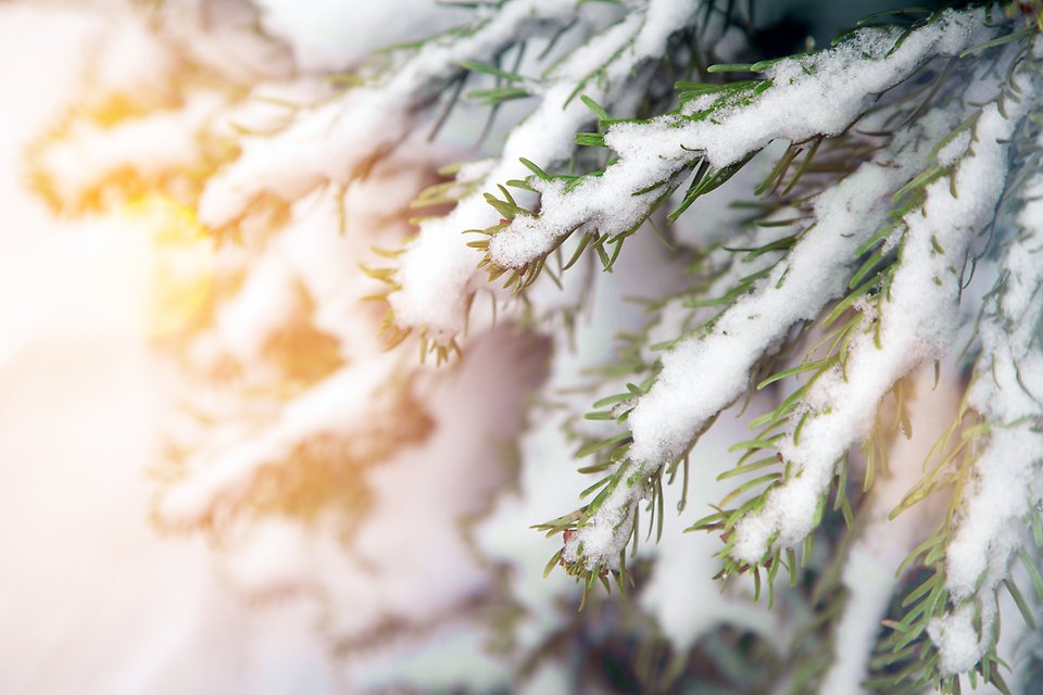 Närbild på grankvist med snö i vintersol.
