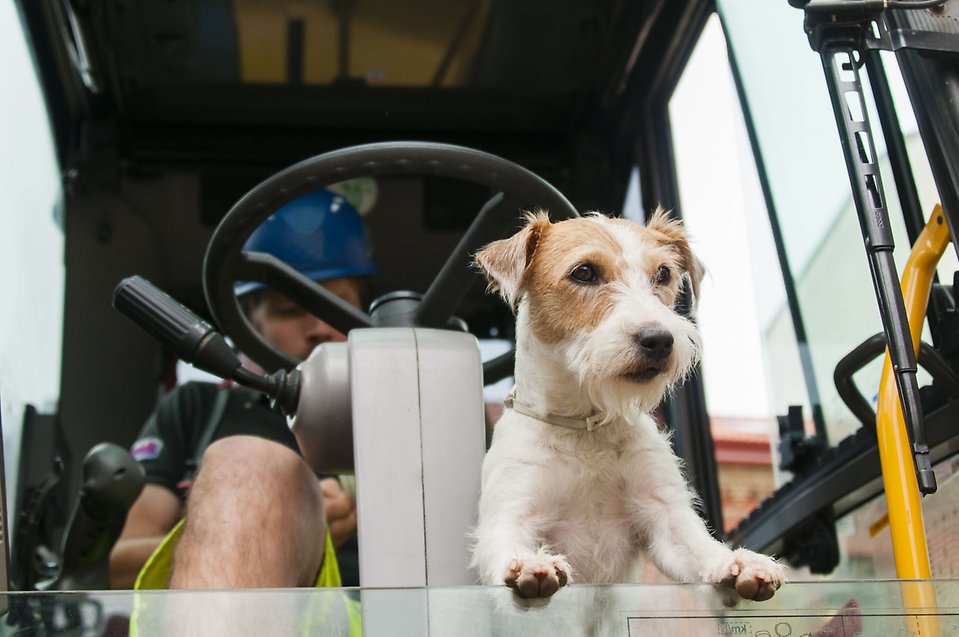 En hund syns i förarfönstret i en grävmaskin, föraren syns suddigt i bakgrunden